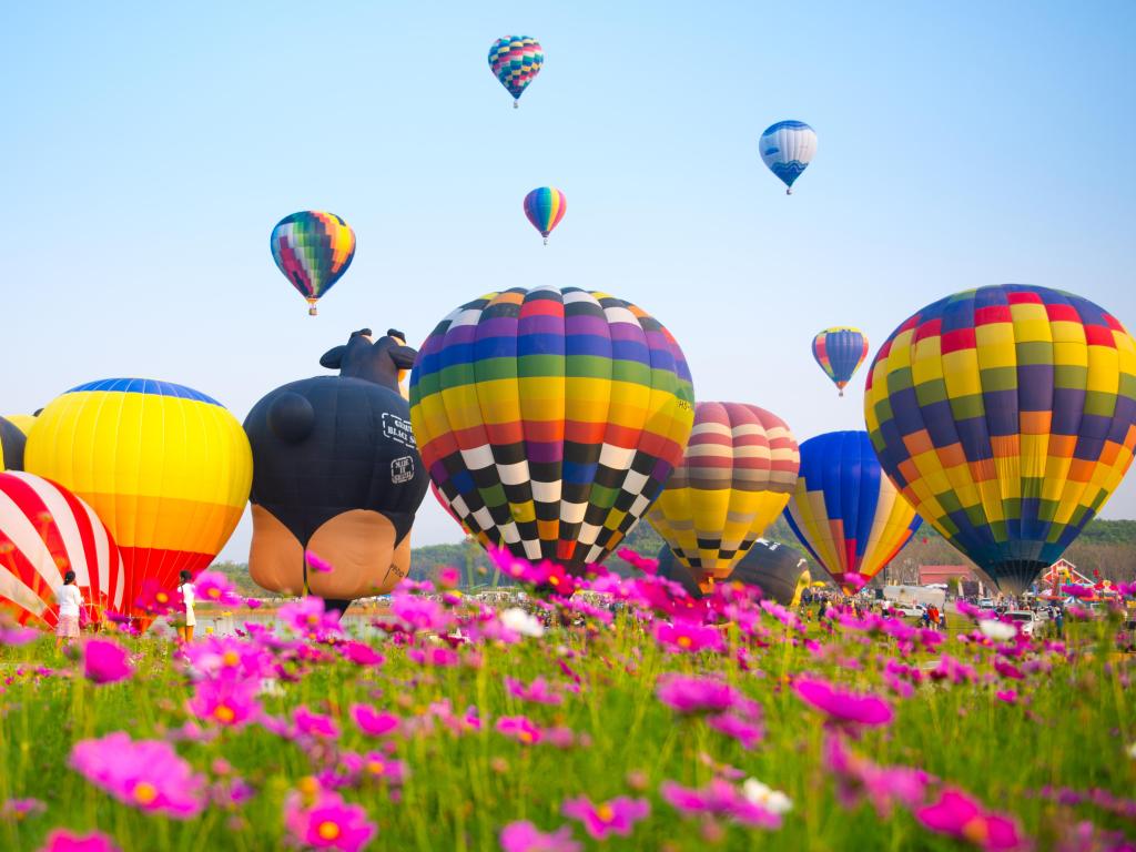 Brightly coloured hot air balloons take off over pink wild flowers