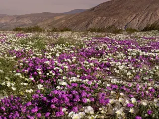 A field of flowers in Carlsbad, California, with mountains in the background