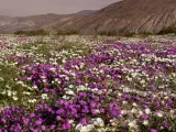A field of flowers in Carlsbad, California, with mountains in the background