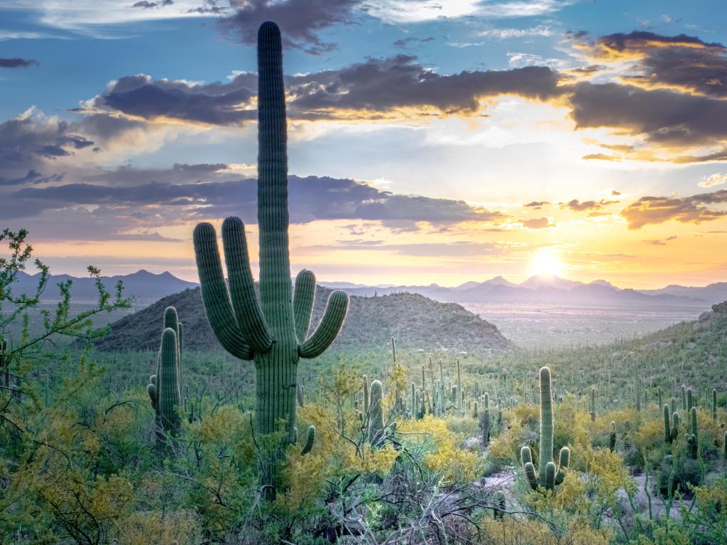 Saguaro National Park, Arizona, USA with Saguaros and small cacti in Sonoran Desert taken at sunset with mountains in the distance.