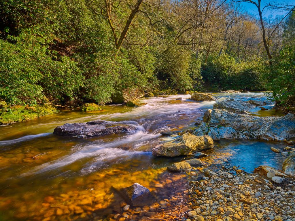 Pisgah National Forest, North Carolina, USA taken at Mills River with trees surrounding the river on a sunny day.