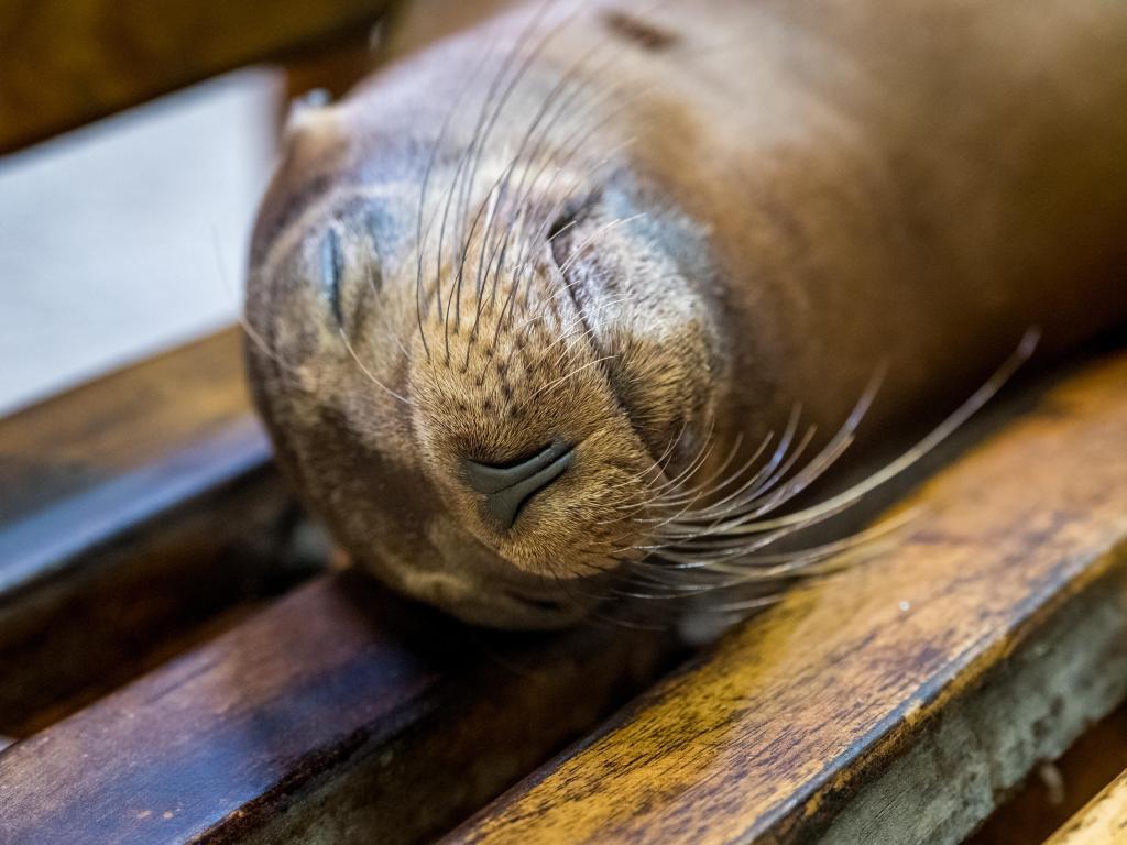 Sea lion taking a nap on a bench, peacefully sleeping