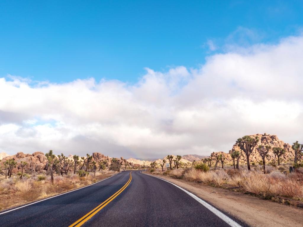 A nice day along an empty road in a desert with Joshua trees on the roadsides.