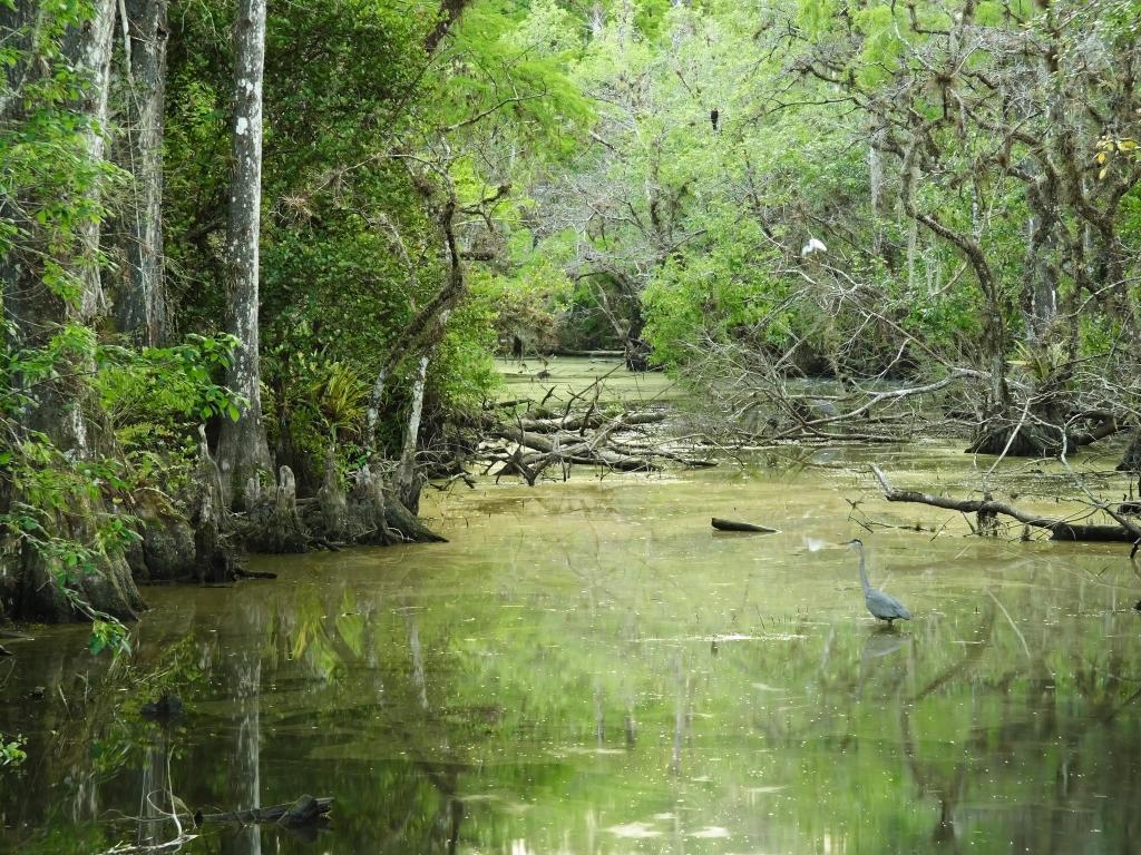 Big Cypress National Preserve, Florida, USA with Cypress trees in a swamp with a heron in the water.