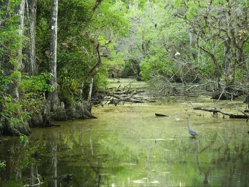Big Cypress National Preserve, Florida, USA with Cypress trees in a swamp with a heron in the water.