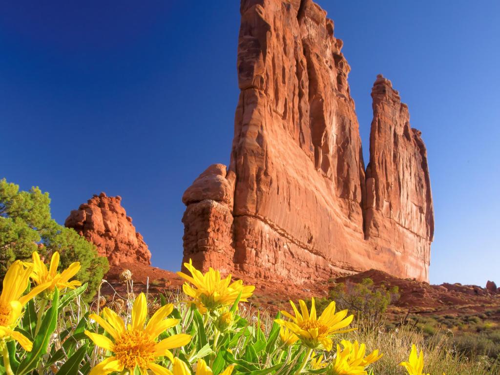 Yellow spring flowers in forefront of picture with towering red rock structures in background, Arches National Park, USA