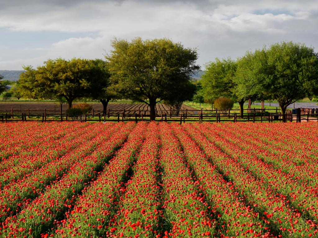 Rows of red flowers with vibrant green trees and another field behind