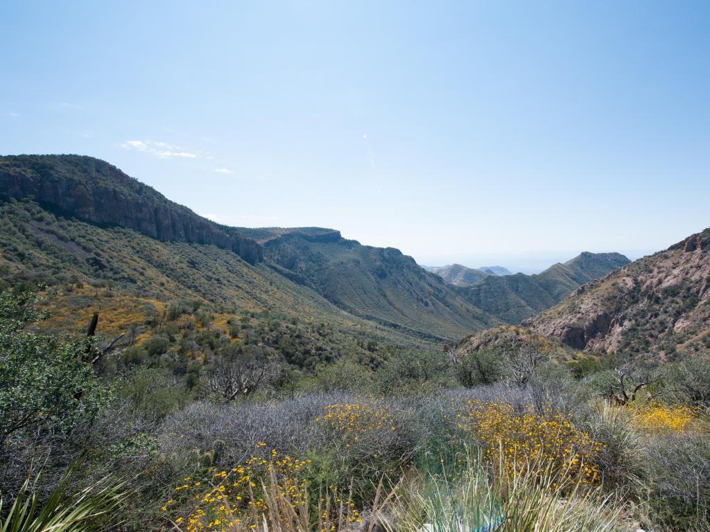 The Garden along Chisos Basin Trail near Marathon, Texas, USA with wildflowers in the foreground and hills in the distance against a blue sky.