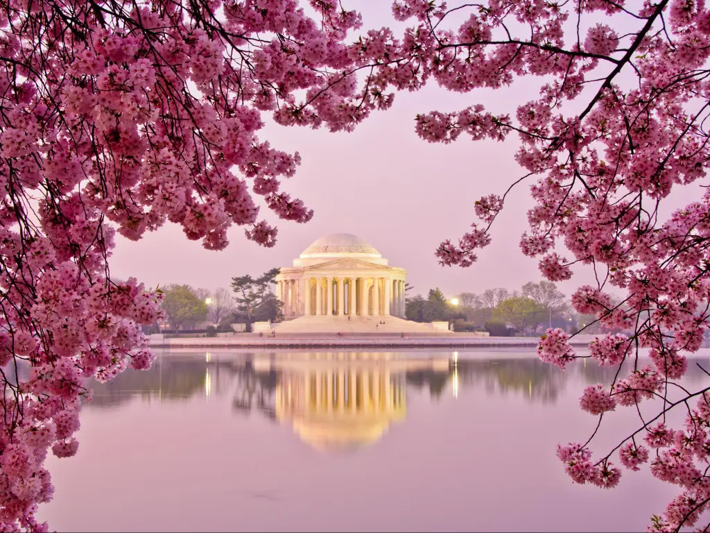 Dawn at the Jefferson Memorial during the Cherry Blossom Festival. Washington, DC