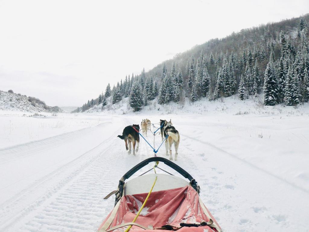Dog sledding from the point of perspective of the rider, through snow