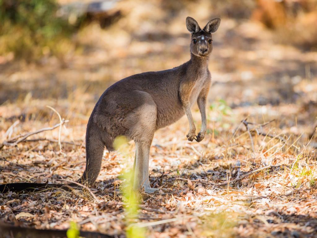 Standing kangaroo in the wild