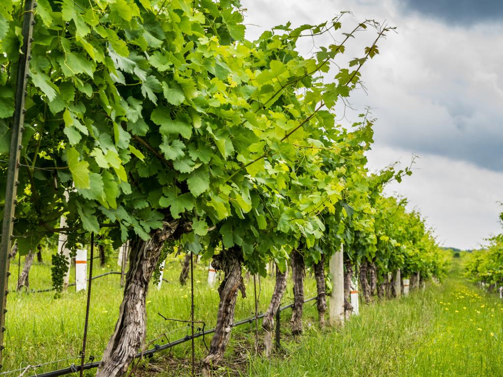 Rows of grape plants in a vineyard in Texas Hill Country