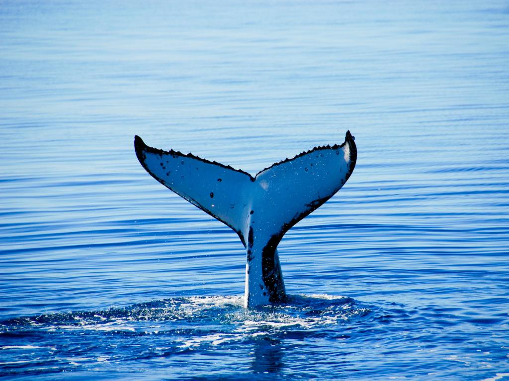 White and black whale tail in the ocean