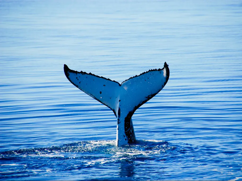 White and black whale tail in the ocean