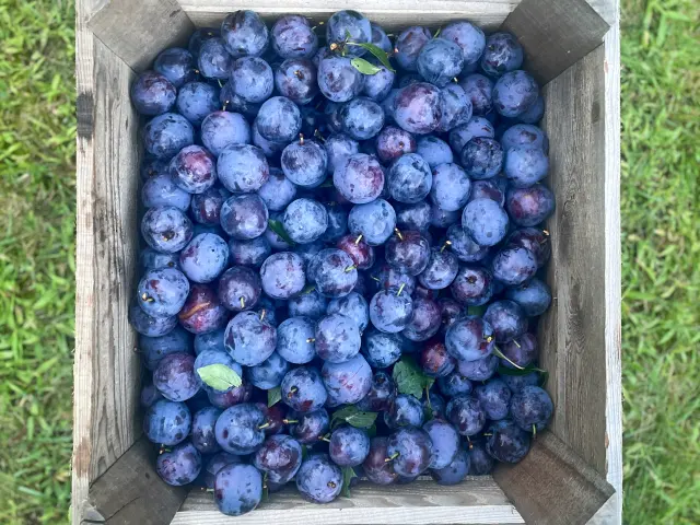 A punnet of blueberries stands on vibrant green grass