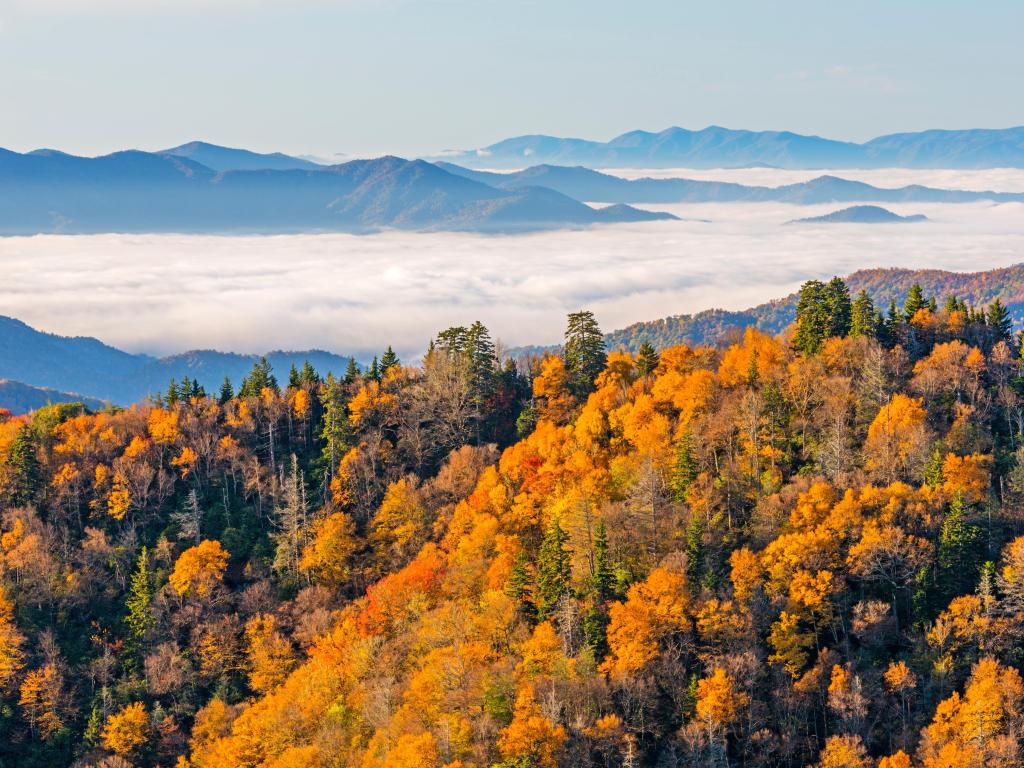 Tennessee, Great Smoky Mountains National Park, Newfound Gap. A forest bearing fall colors is in the foreground as the background depicts low clouds over the peaks.