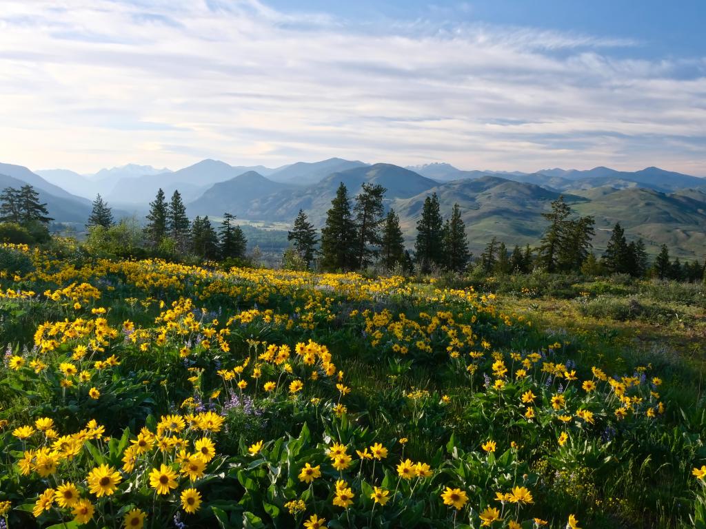 Winthrop, North Cascades Mountains, Washington, USA with Arnica in meadows in full bloom in the foreground and rolling hills in the background.