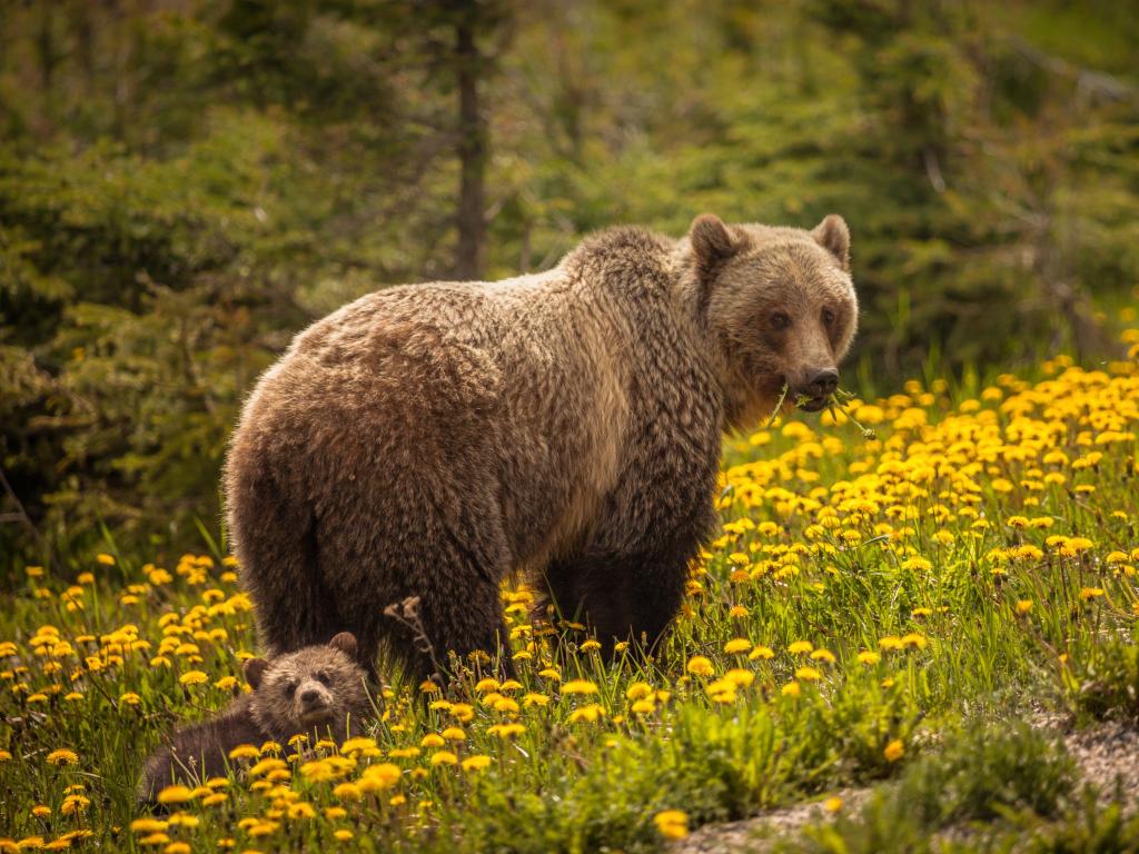 Mother bear and cub among a field of yellow spring flowers