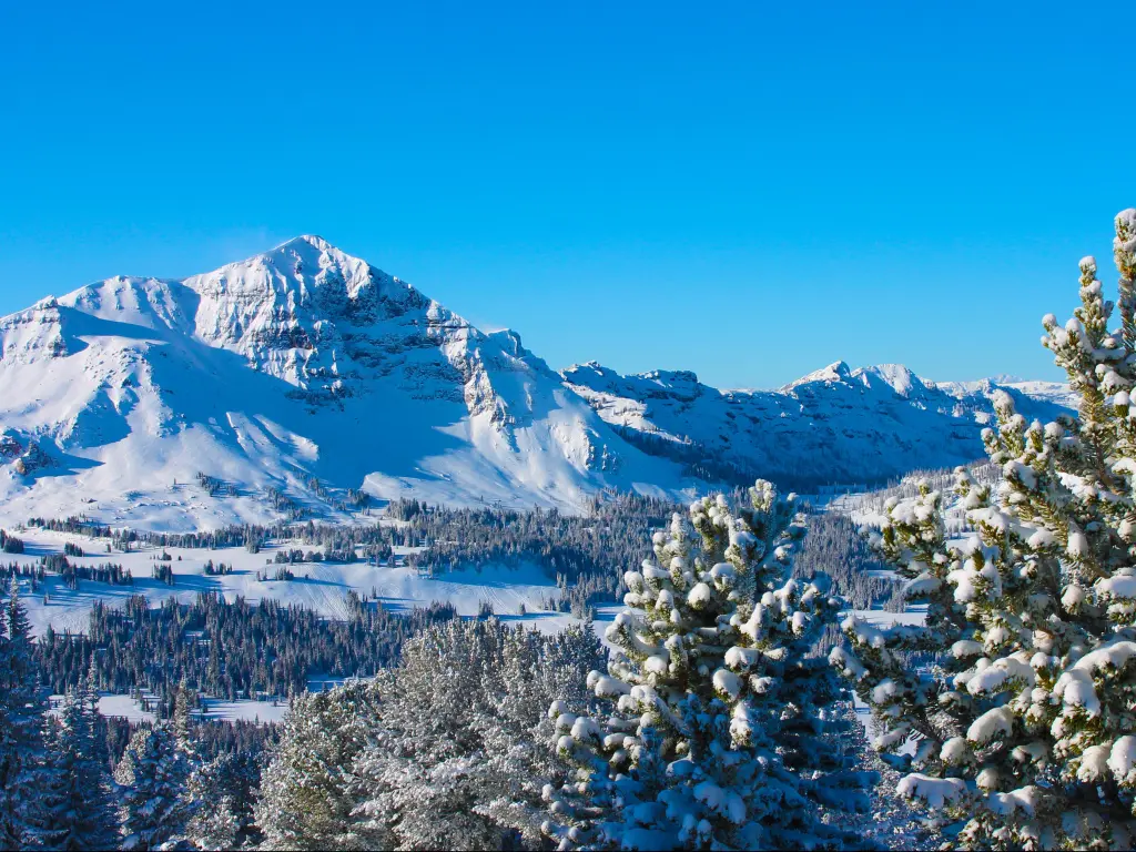 Snow-covered mountains rise up in front of a clear blue sky, with snow-covered fir trees in the foreground