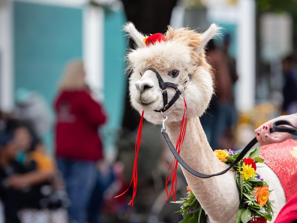 Llama portrait at the Portland grand floral parade.