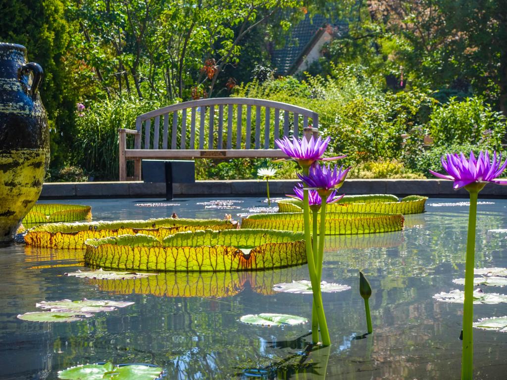 Beautiful water flowers in the garden with a bench in the background