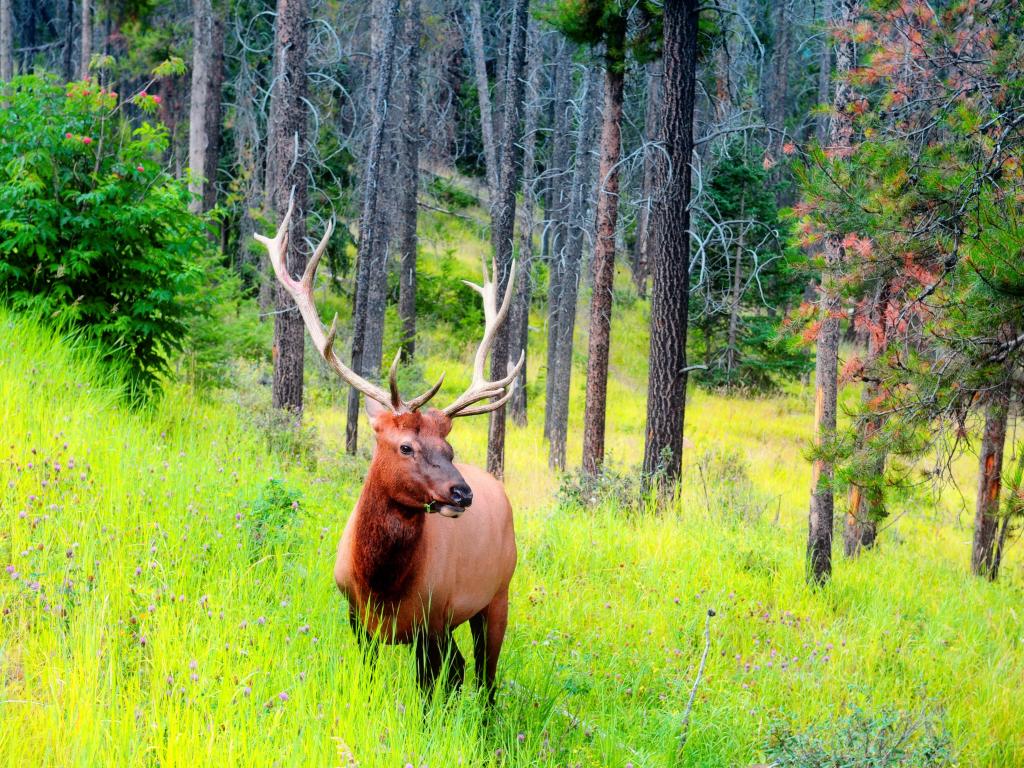 Large elk walking through long green grass in emerging from woodland