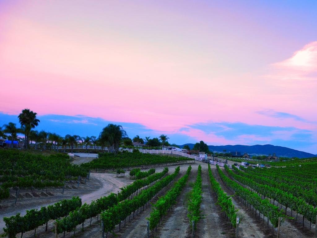 Vineyard in Temecula, California with the sun setting and the vineyards at the foreground coming into shade.