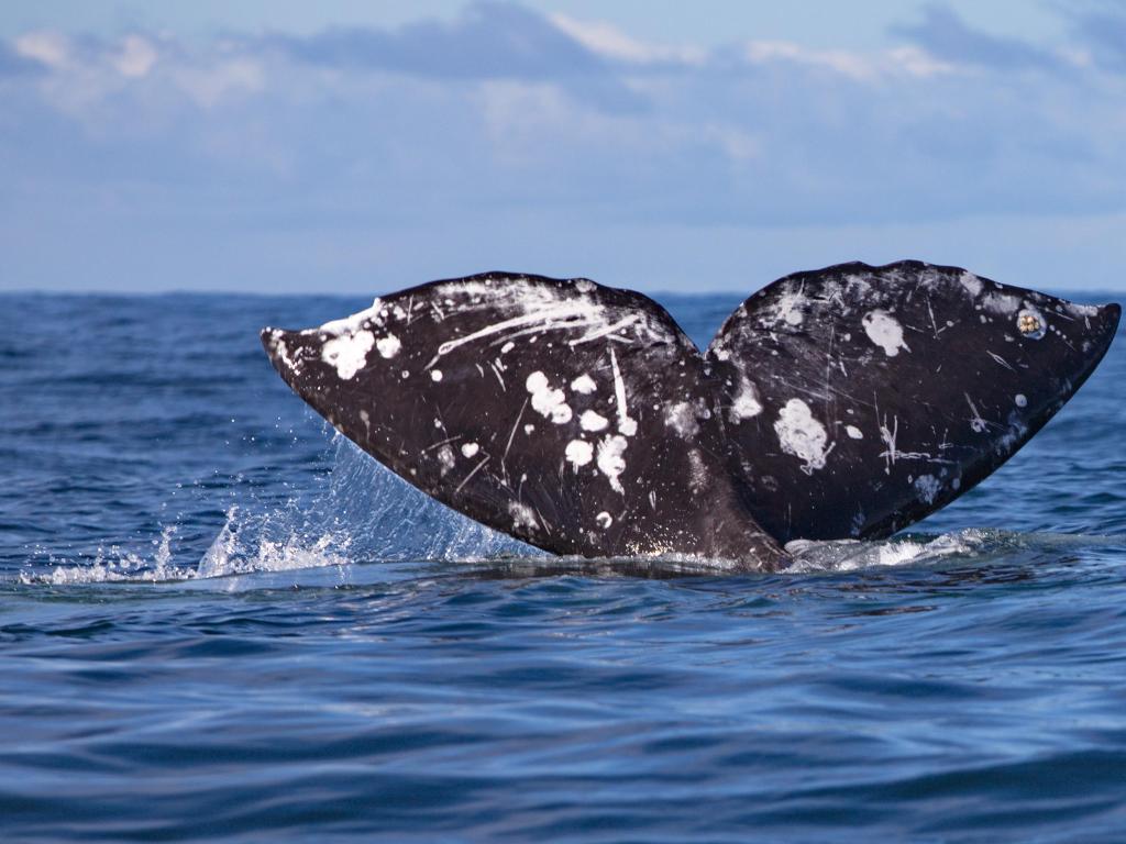 Whale tale above dark blue water