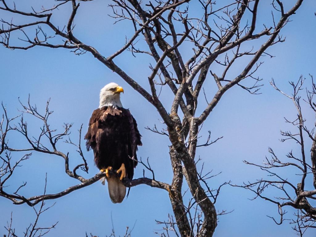 Black and white bald eagle resting in a tree with no leaves in front of a clear blue sky