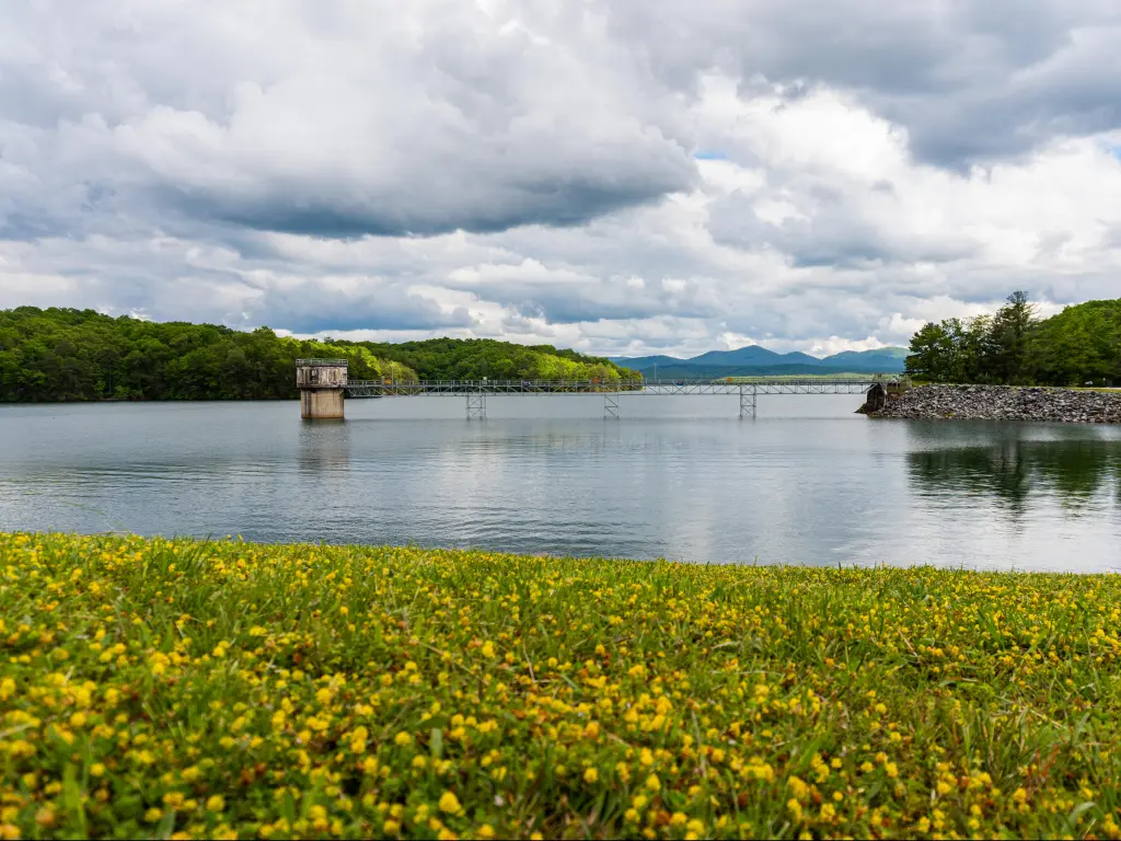 Blue Ridge Lake, Georgia, USA with yellow flowers in the foreground and the lake and mountains in the distance on a cloudy day.