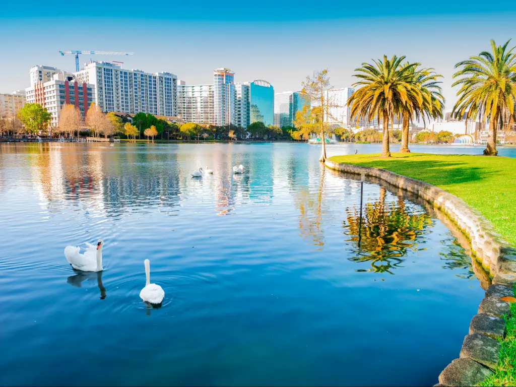 Orlando, Florida, USA taken with Lake Eola Park in the foreground and palm trees, the city skyline in the distance taken on a clear sunny day. 