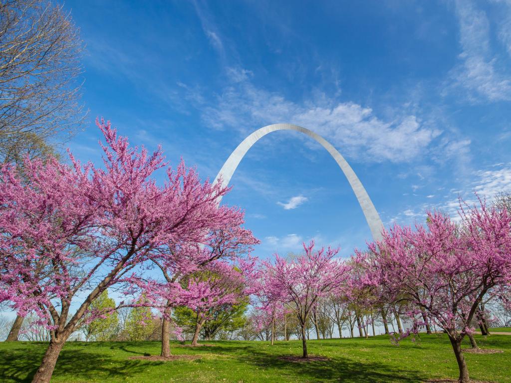 St. Louis, Missouri, USA with a view of the Gateway Arch in Missouri with pink flowers and blue sky.