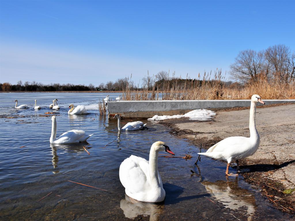 Swans at Presquile Provincial Park in the winter
