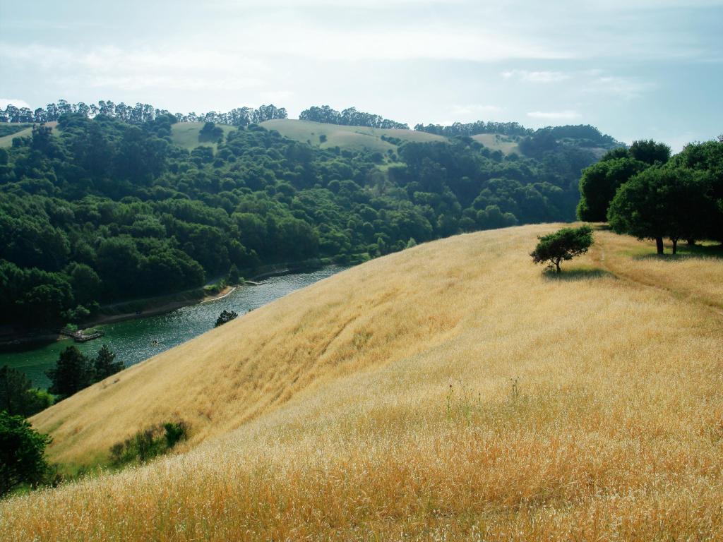 Anthony Chabot Regional Park, California, with a yellow field in the foreground 