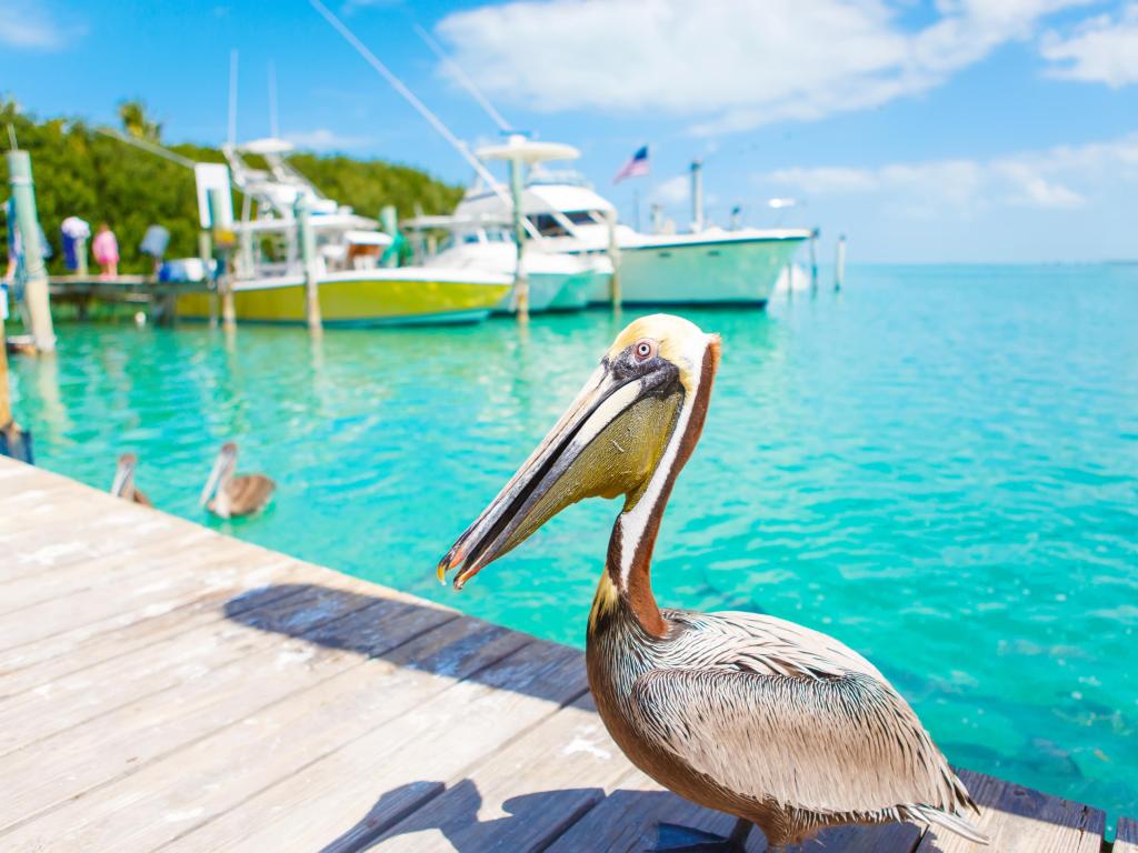 Big brown pelicans in port of Islamorada, Florida Keys. Waiting for fish at Robbie's Marina