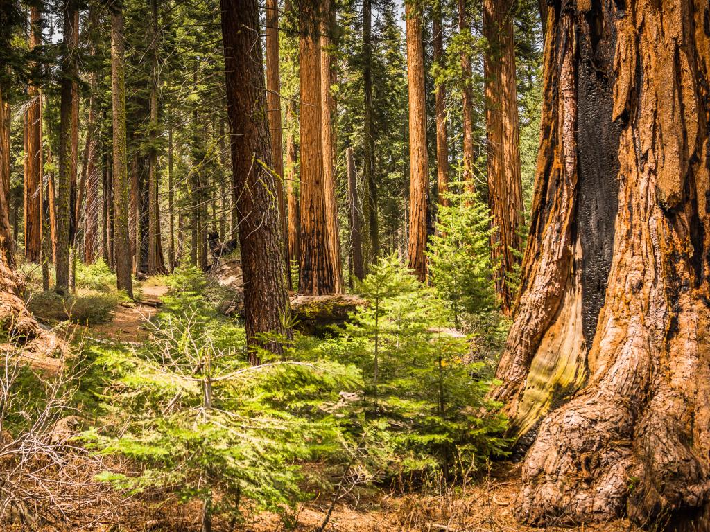 Giant Sequoias (Redwoods) in the Giant Forest Grove in the Sequoia National Park, California (USA)