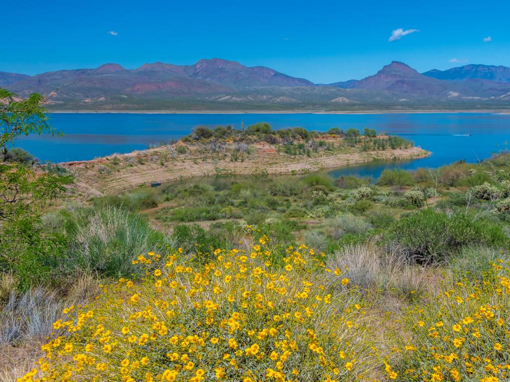 Flowers on scenic Theodore Roosevelt Lake on a sunny day with blue sky