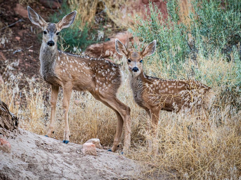 Twin mule fawns staring at the camera in the national park