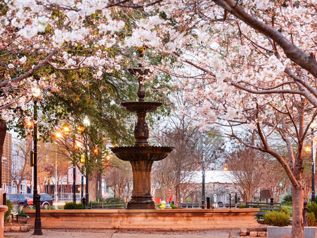 Cherry blossom trees surrounding a stone fountain in the downtown area