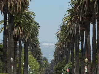 Palm trees lining a street with a clear view of the Hollywood sign ahead