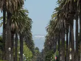 Palm trees lining a street with a clear view of the Hollywood sign ahead