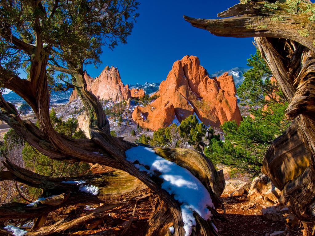 A view of the South Gateway Rock formation at Garden of the Gods, framed by twisted Juniper Trees with a blue sky behind
