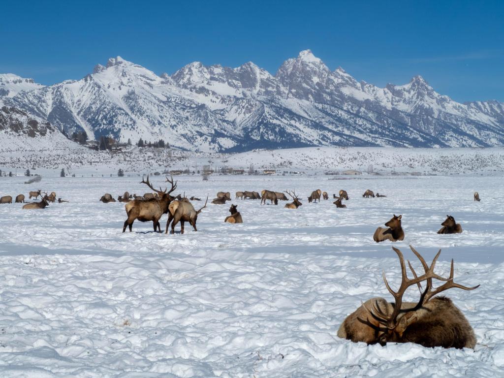 Elk herd sitting and standing in snow with mountains in background