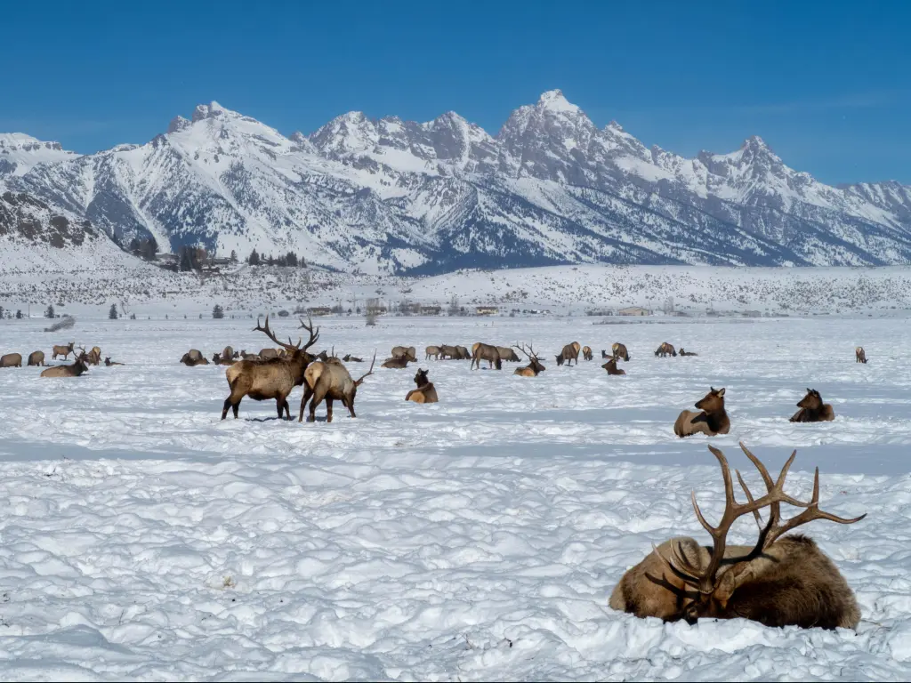 Elk herd sitting and standing in snow with mountains in background