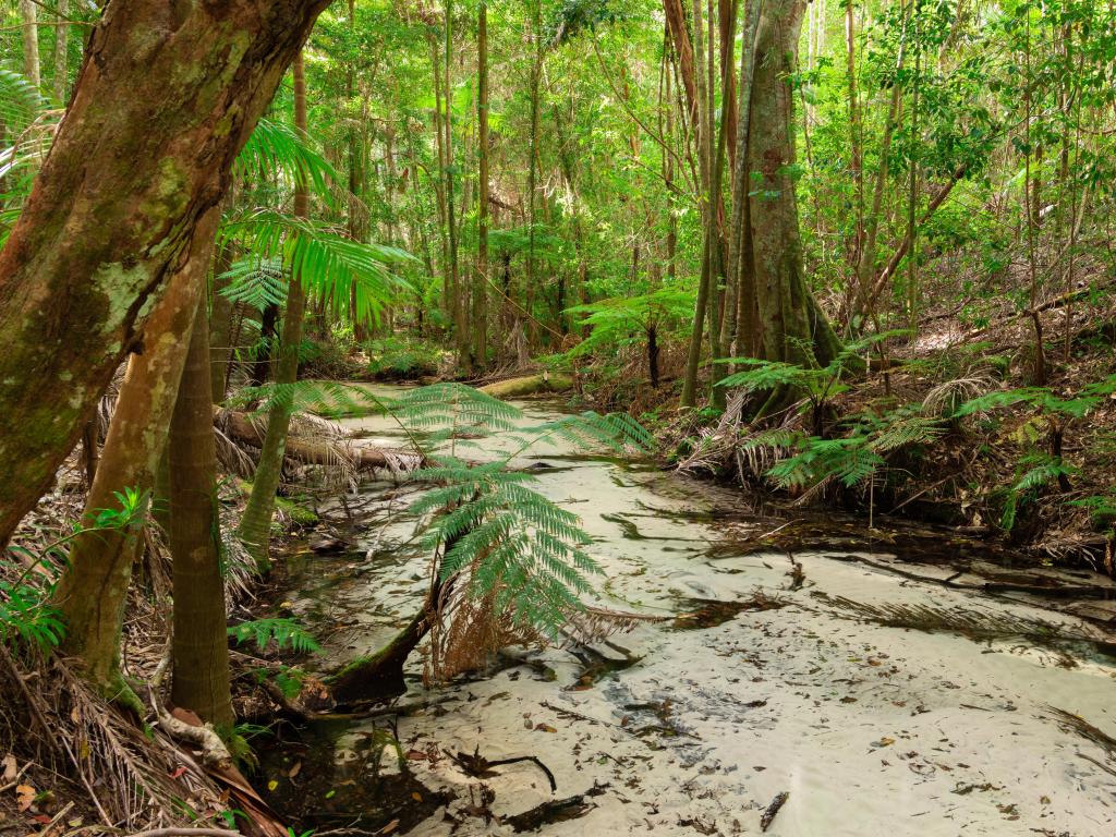 Wanggoolba Creek, K'Gari, Fraser Island, Australia surrounded by ferns and trees.