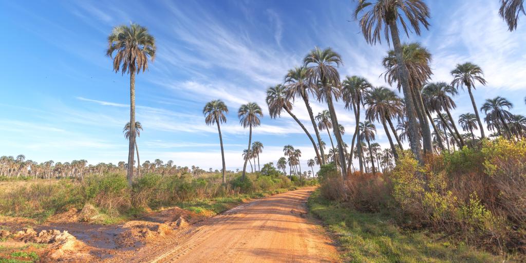 Palm trees each side of a muddy dirt road at El Palmar National Park, Argentina