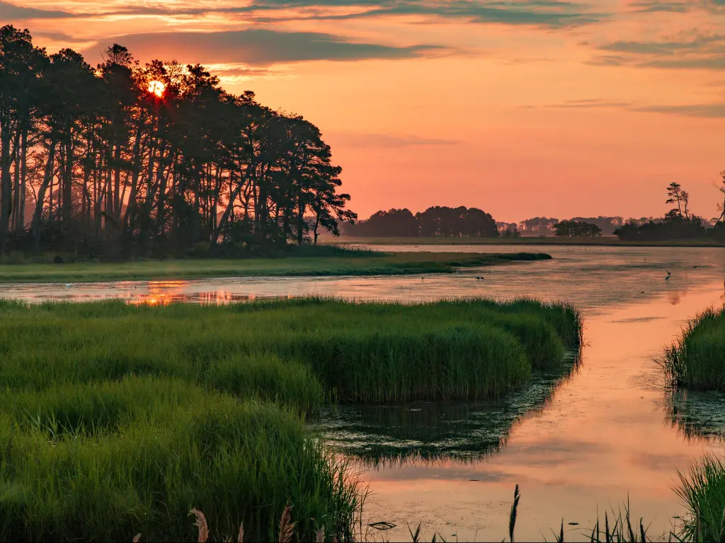 Sunset over the long grasses and marshes at Chincoteague State Wildlife Refuge