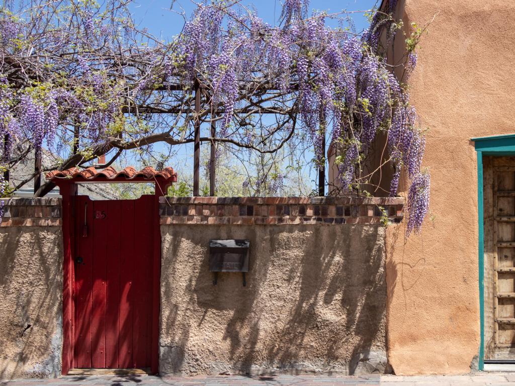 A wisteria plant blossoming during spring/summer on a trellis