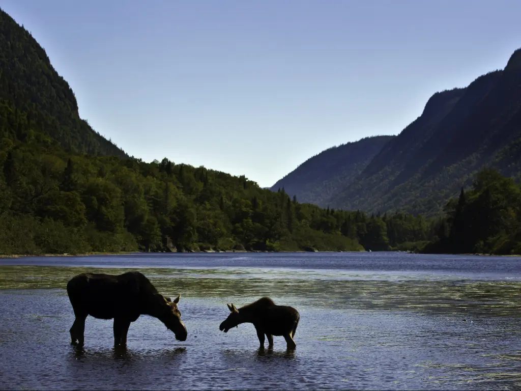 A moose and calf wading in a lake in the Jacques Cartier National Park with mountains in the background.