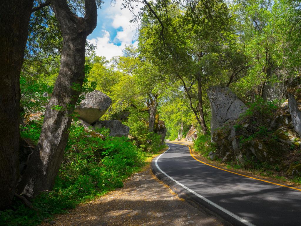 Lush green forest road near Yosemite park entrance on El Portal Road